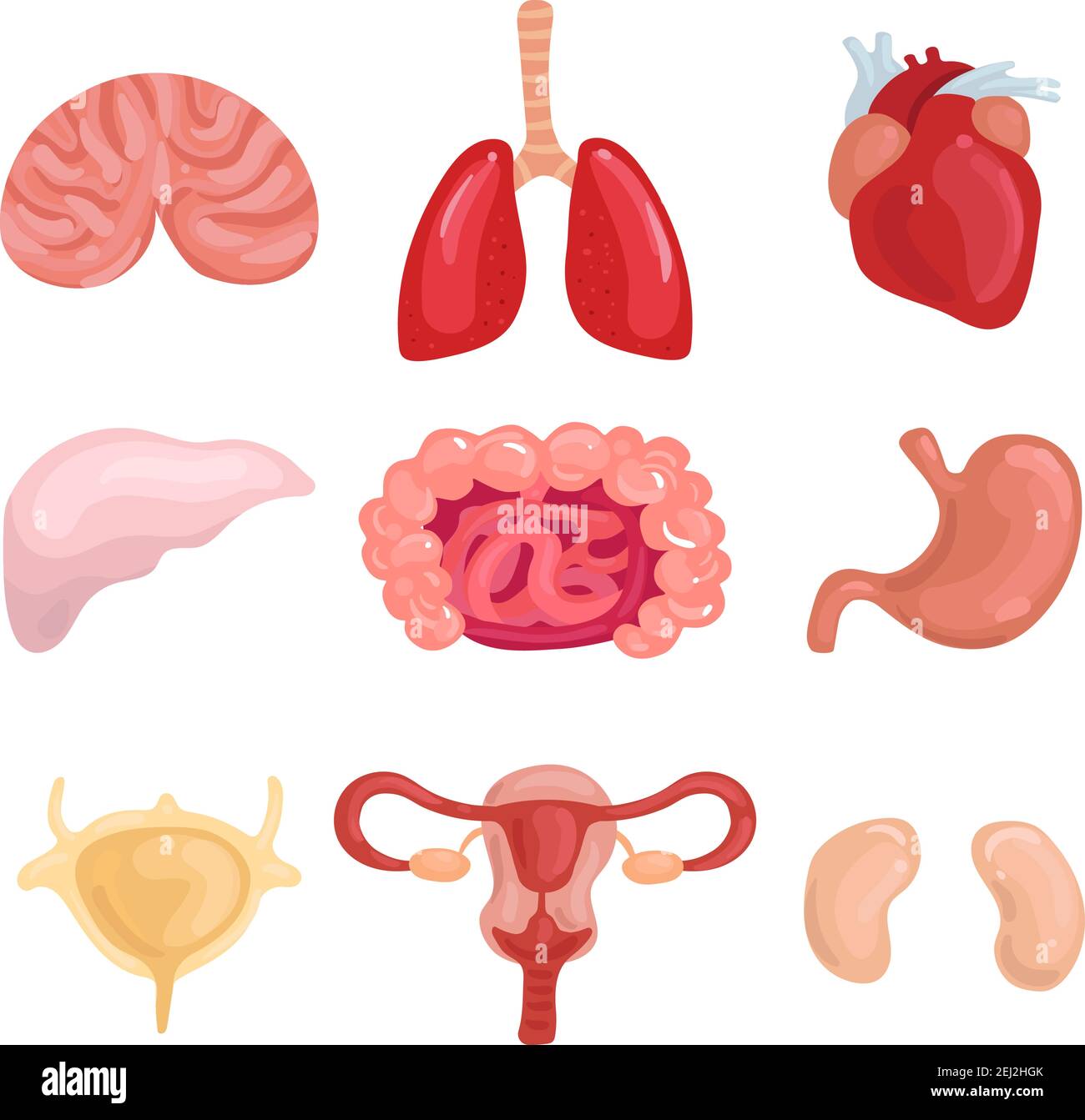 Menschliche innere Organe mit Lunge Gehirn Leber Gebärmutter Darm eingestellt Stomack Herz Niere isoliert Vektor-Illustration Stock Vektor