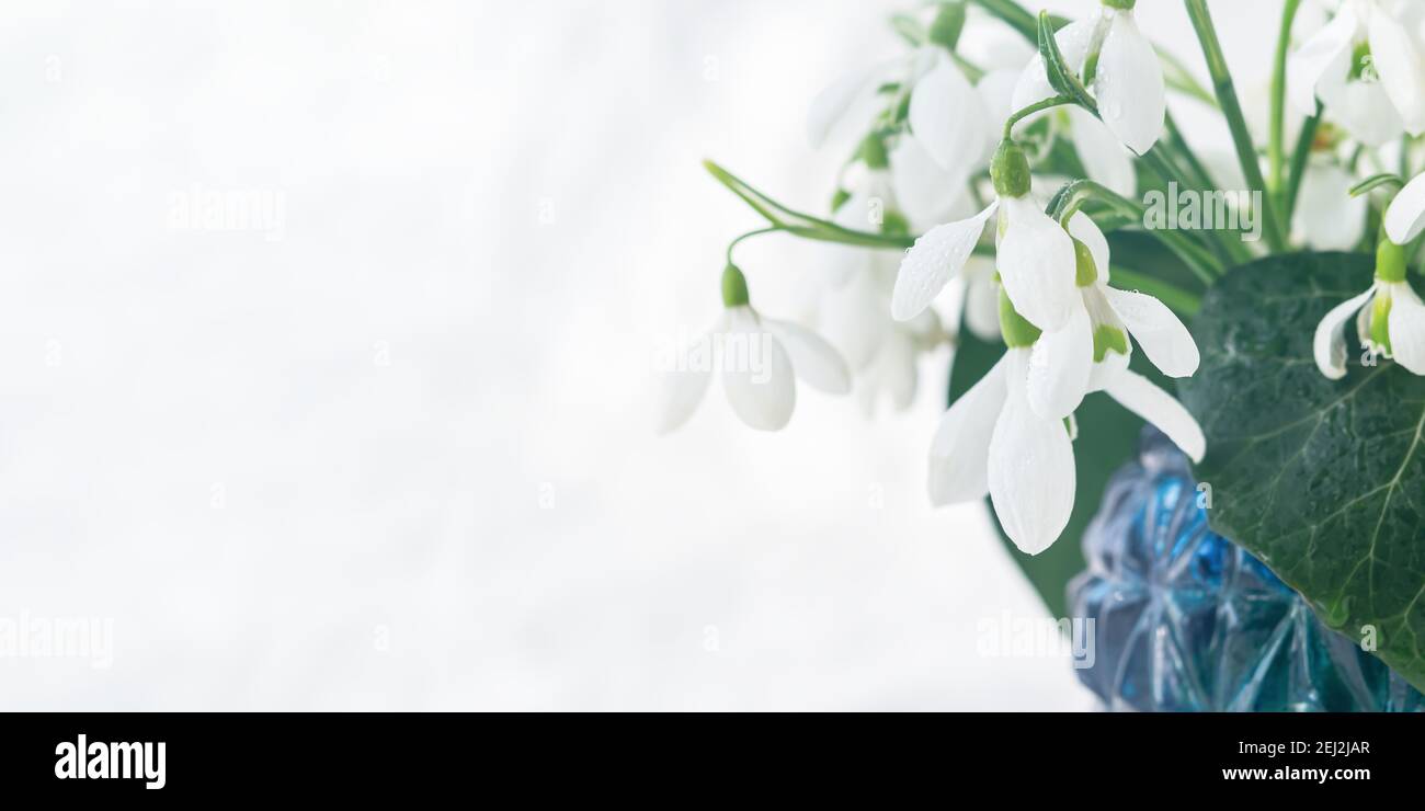 Weiße Schneeglöckchen Galanthus nivalis in einer Vase close-up auf weißem Hintergrund. Ein zarter Frühlingsstrauß. Das Konzept der ersten Blumen, frühen Frühling, Stockfoto
