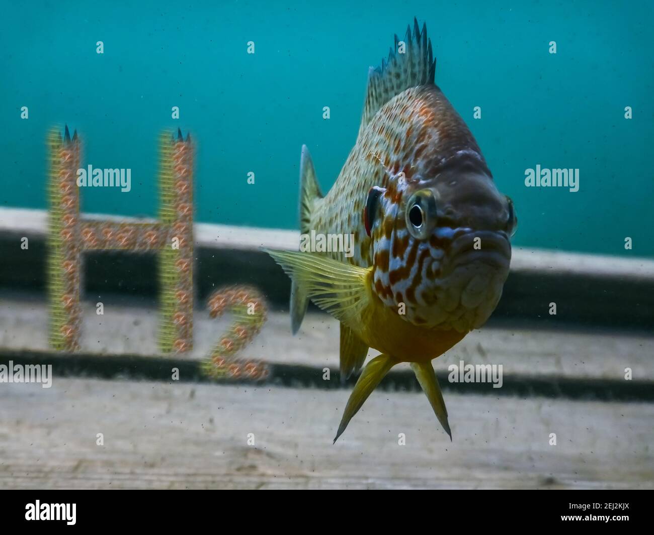 Wasserstoff h2 Buchstaben in der Nähe eines Fisches im Wasser Stockfoto