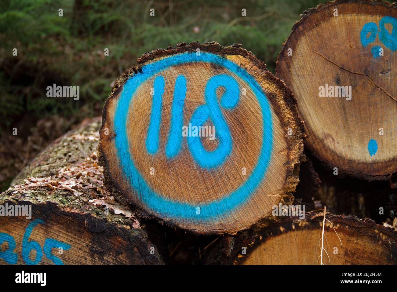 Haufen von Baumstämmen, einer davon blau mit der Nummer 118 markiert Stockfoto
