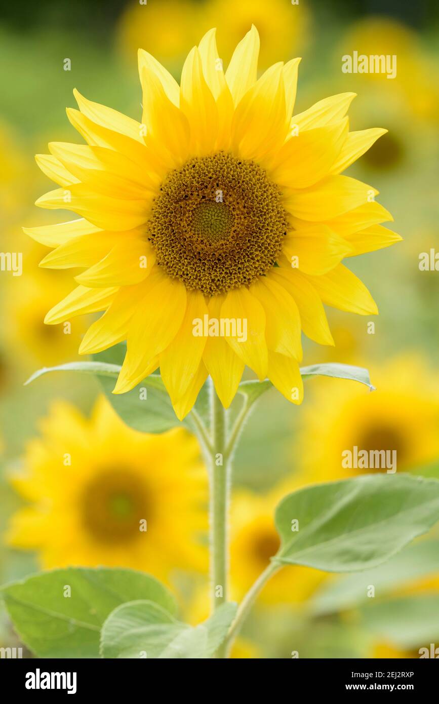 Helianthus annuus. Gewöhnliche Sonnenblume. Nahaufnahme von Blumen mit Hintergrundbeleuchtung Stockfoto