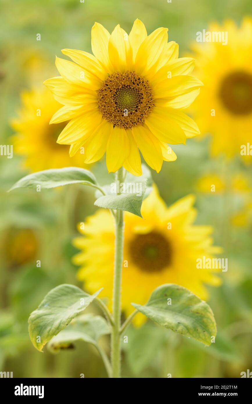 Helianthus annuus. Gewöhnliche Sonnenblume. Nahaufnahme von Blumen mit Hintergrundbeleuchtung Stockfoto