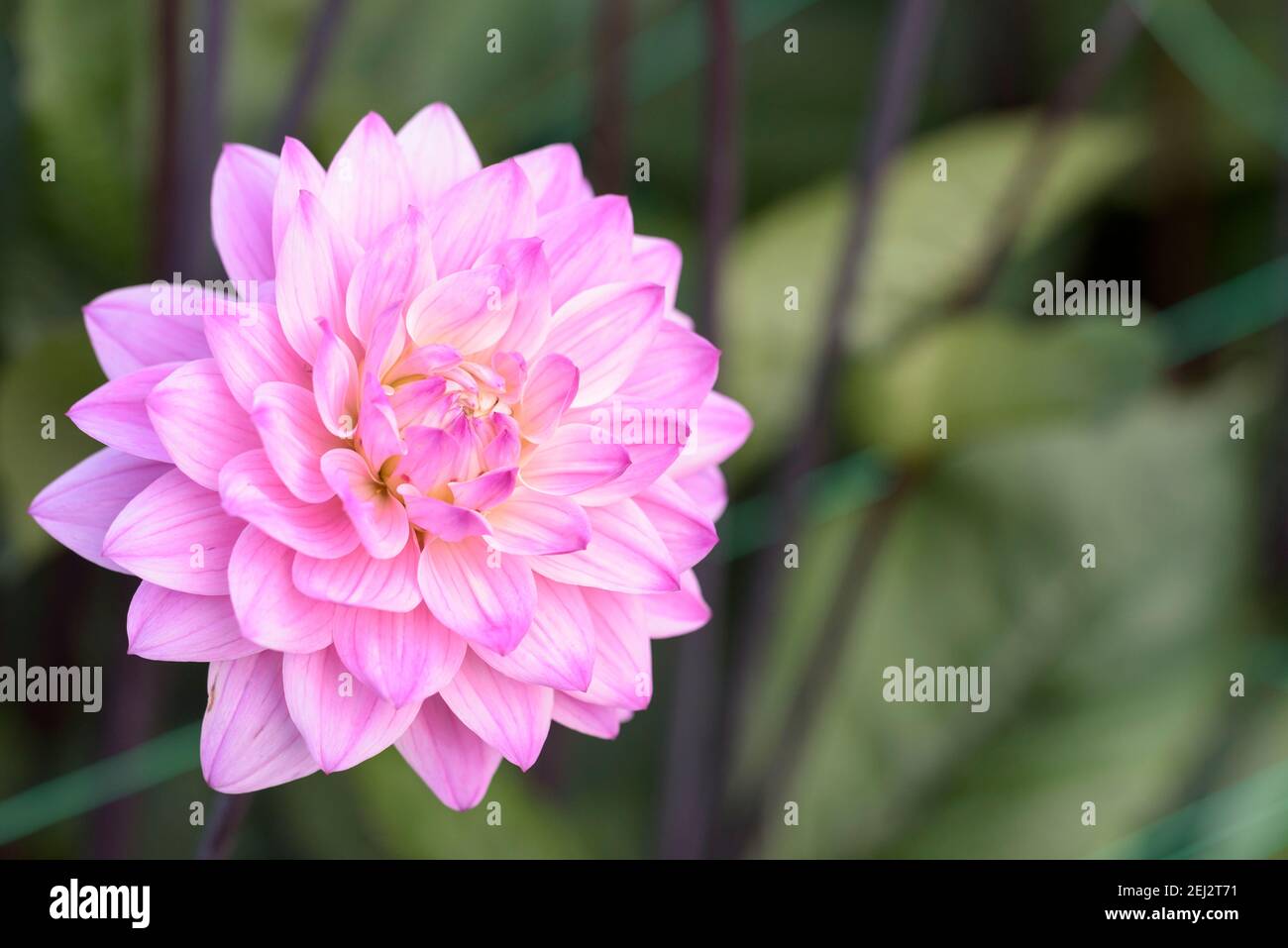 Dekorative Dahlie 'Melody Harmony'. Blasse malvenblühende Blüten Stockfoto