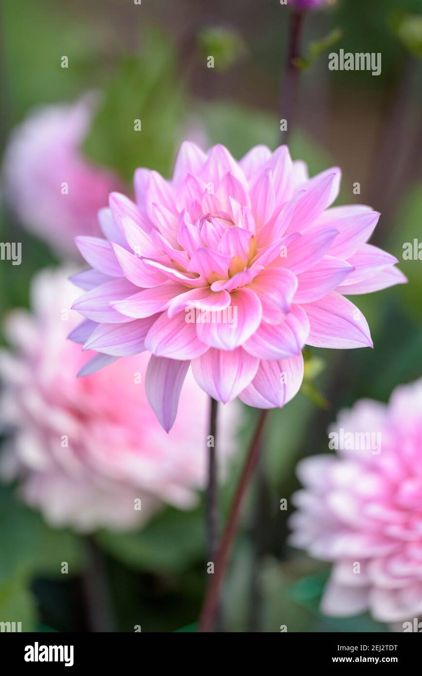Dekorative Dahlie 'Melody Harmony'. Blasse malvenblühende Blüten Stockfoto