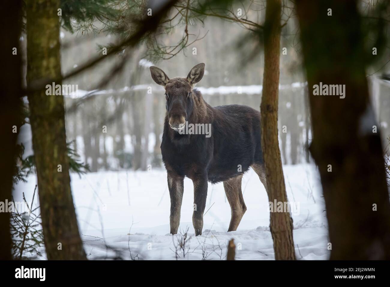 Elche im Wald, kein Geweih, stehend, Winter, Schnee Stockfoto
