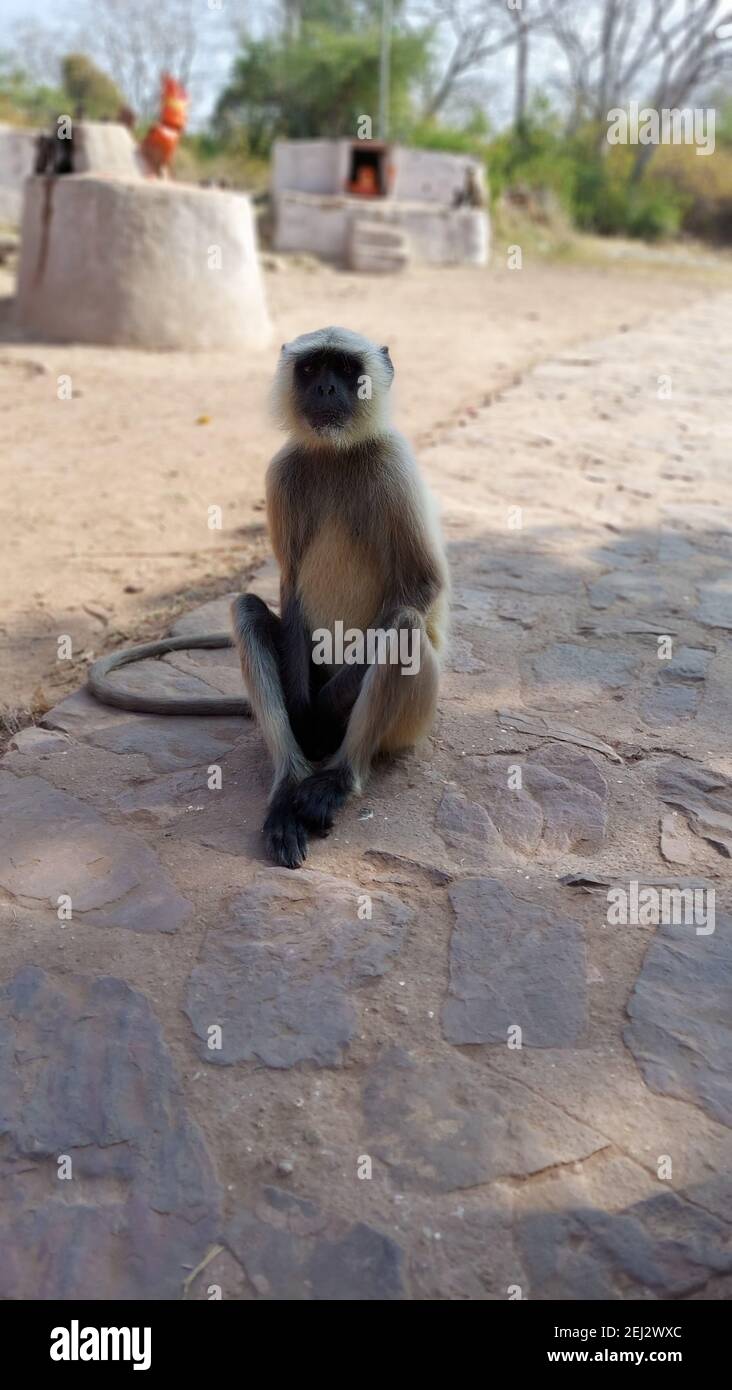 Eine vertikale Aufnahme eines Affen sirring auf dem Stein Straße Stockfoto