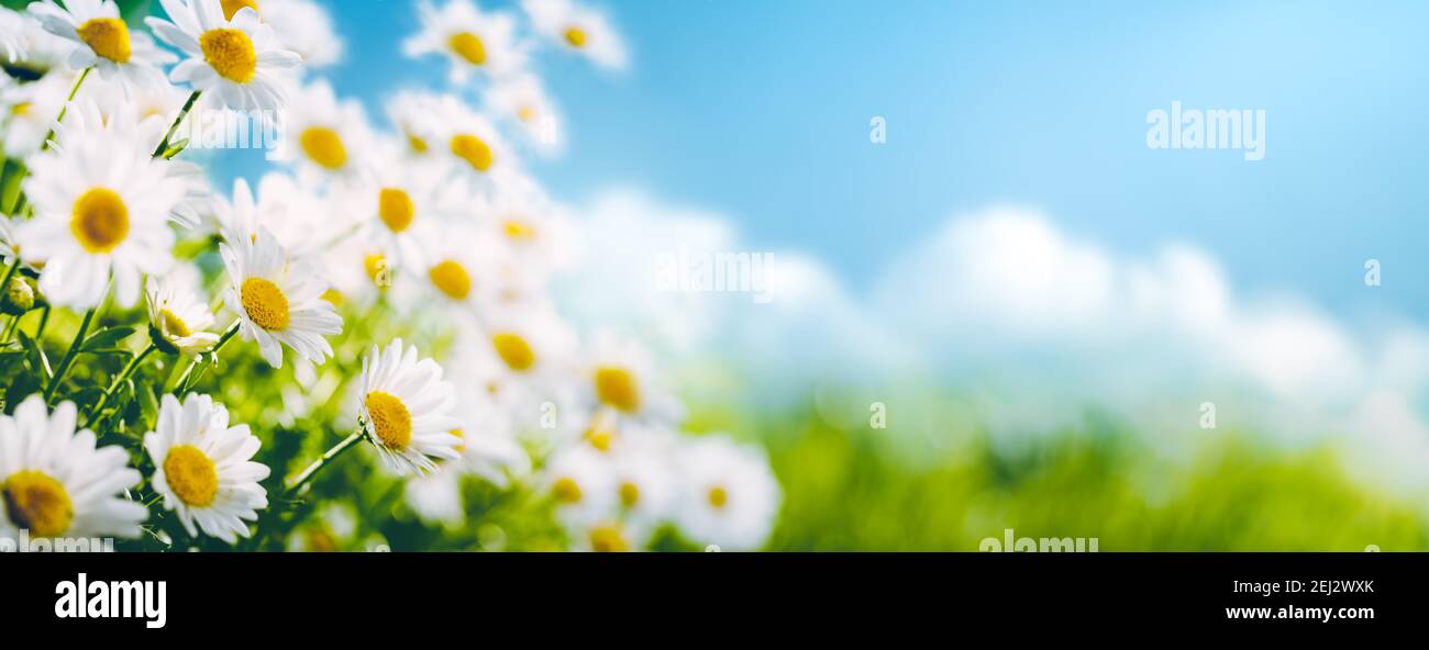 Feld der Gänseblümchen Blumen, kopieren Raum für Ihren Text Stockfoto