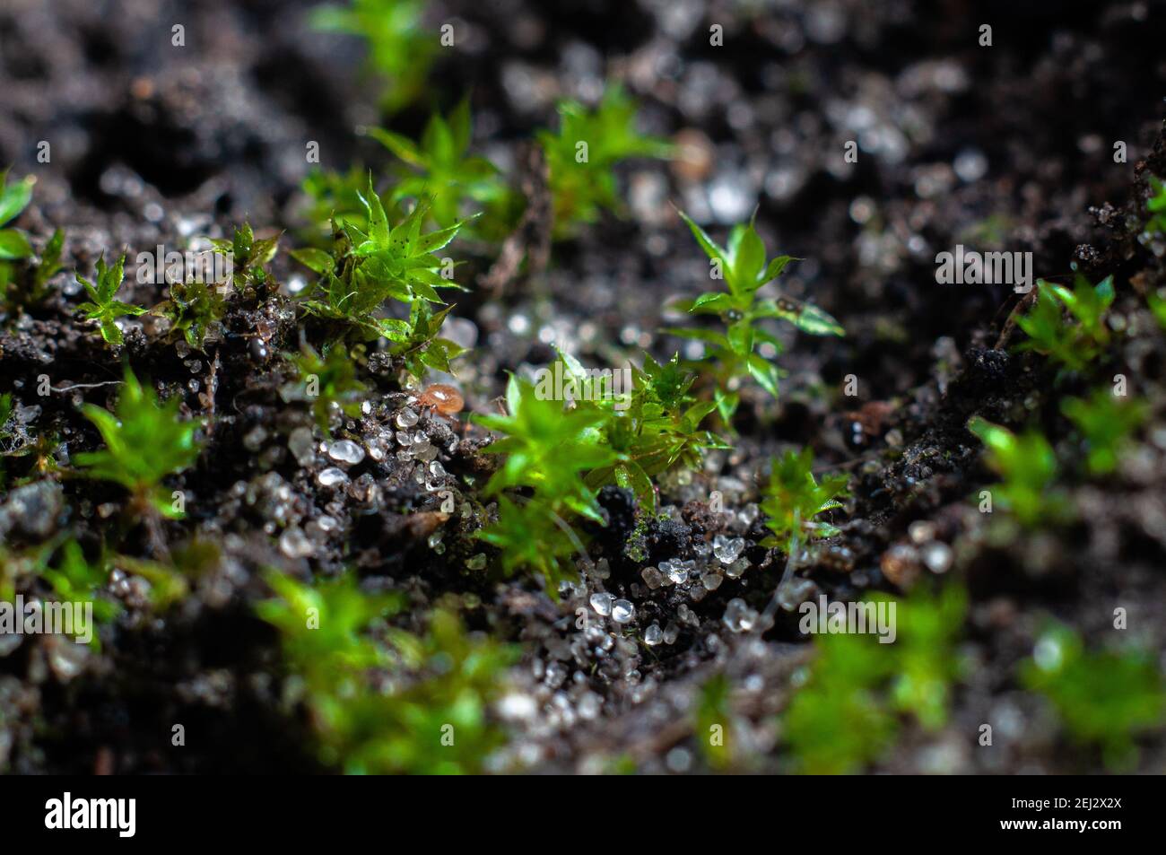 Moos wächst im Boden von Zimmerpflanzen aus nächster Nähe, Makrofotografie  Stockfotografie - Alamy