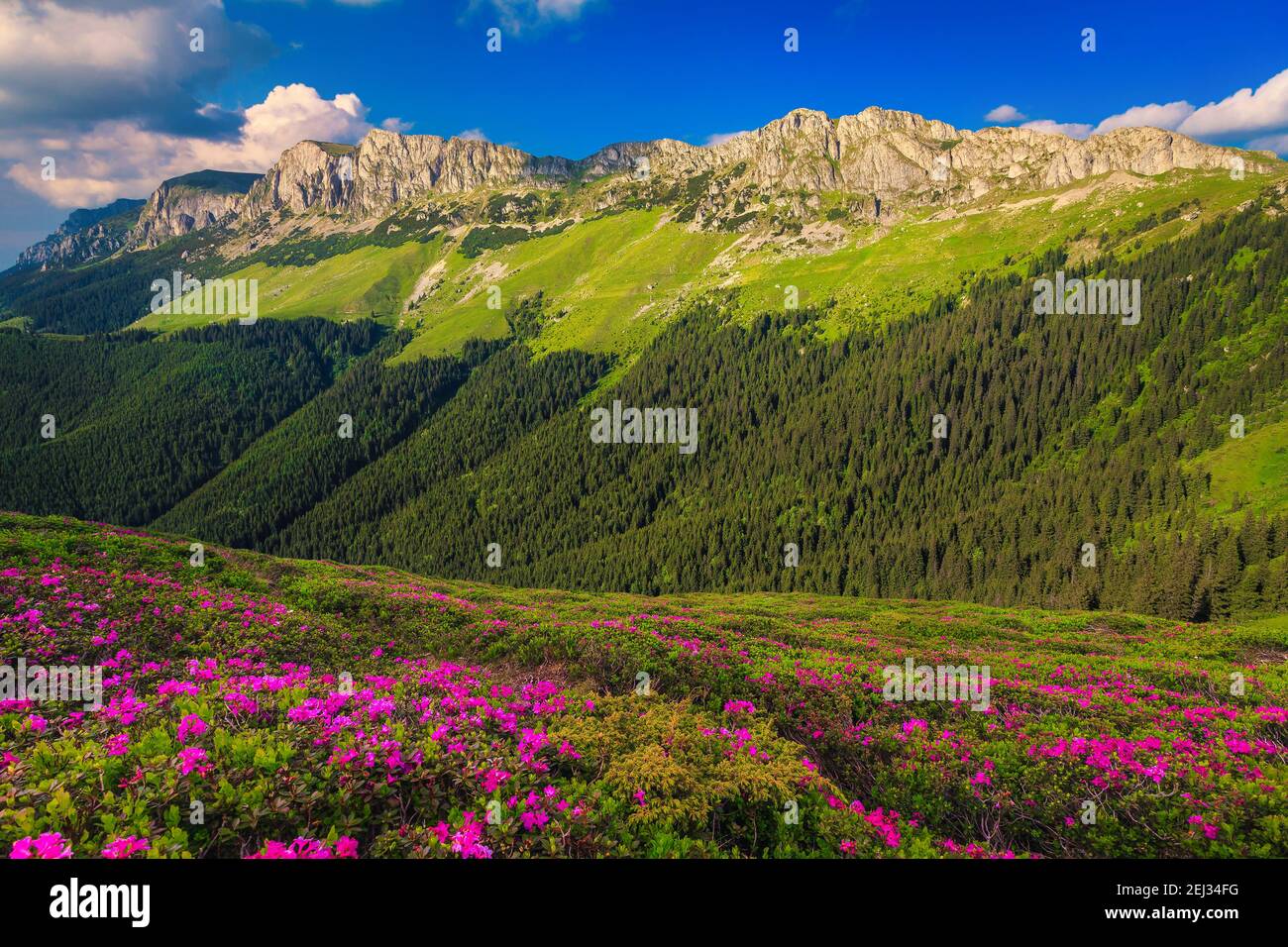 Schöne Sommer Natur Landschaft, spektakuläre bunte rosa Rhododendron Bergblumen auf den Hügeln in Bucegi Berge, Karpaten, Siebenbürgen Stockfoto