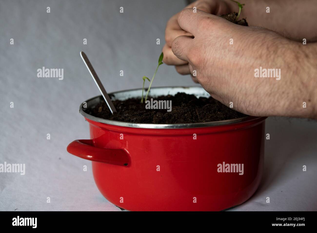 Maskuline Hand, die einen Sprossen pflanzt Stockfoto