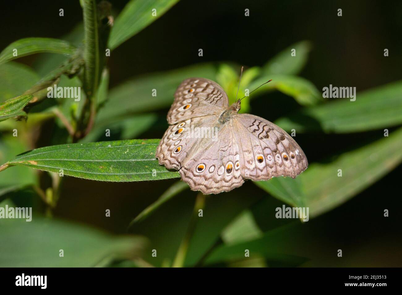 Graue Stiefmütterchen (Wacholder) Grau Stiefmütterchen Schmetterling ruht auf grünen Blättern isoliert auf einem Natürlicher schwarzer Hintergrund Stockfoto