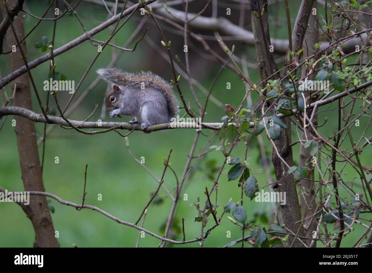 Das graue Eichhörnchen, das auf dem Zweig im Winter mit einem frisst Natürlicher grüner Hintergrund Stockfoto