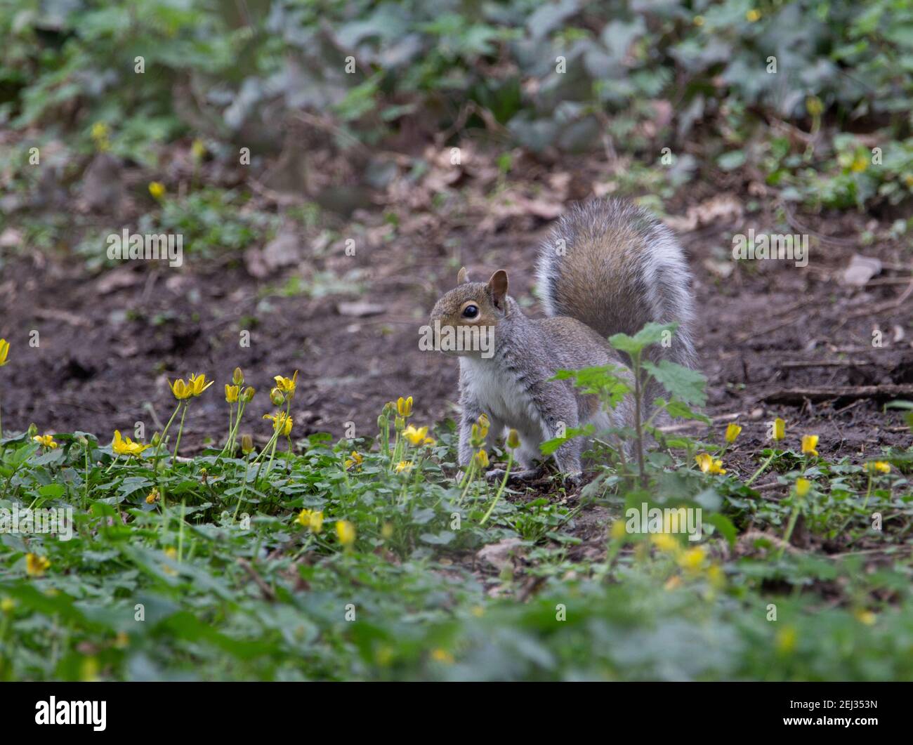 Graues Eichhörnchen sitzt auf dem Boden im Winter mit einem Natürlicher grüner Hintergrund und gelbe Blumen Stockfoto