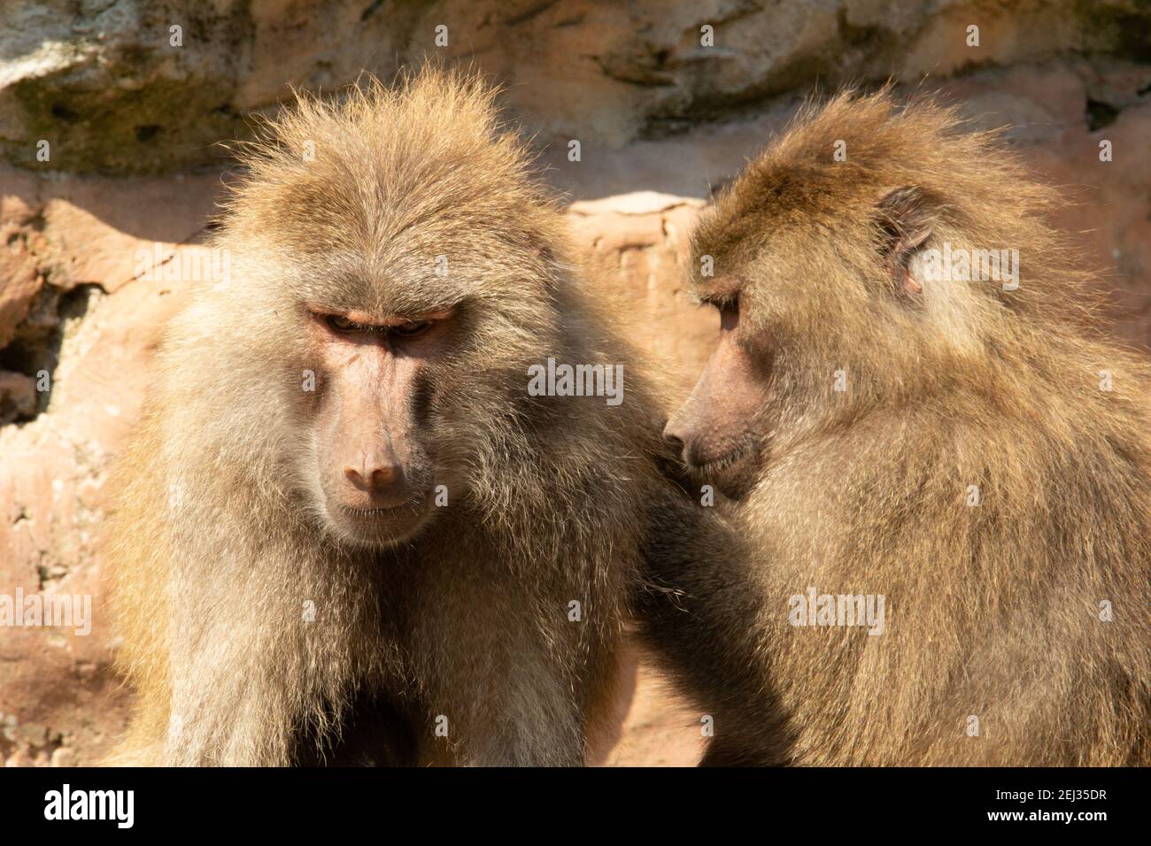 Hamadryas Pavian (Papio hamadryas) ein erwachsener Hamadryas Pavian, der gepflegt wird Stockfoto