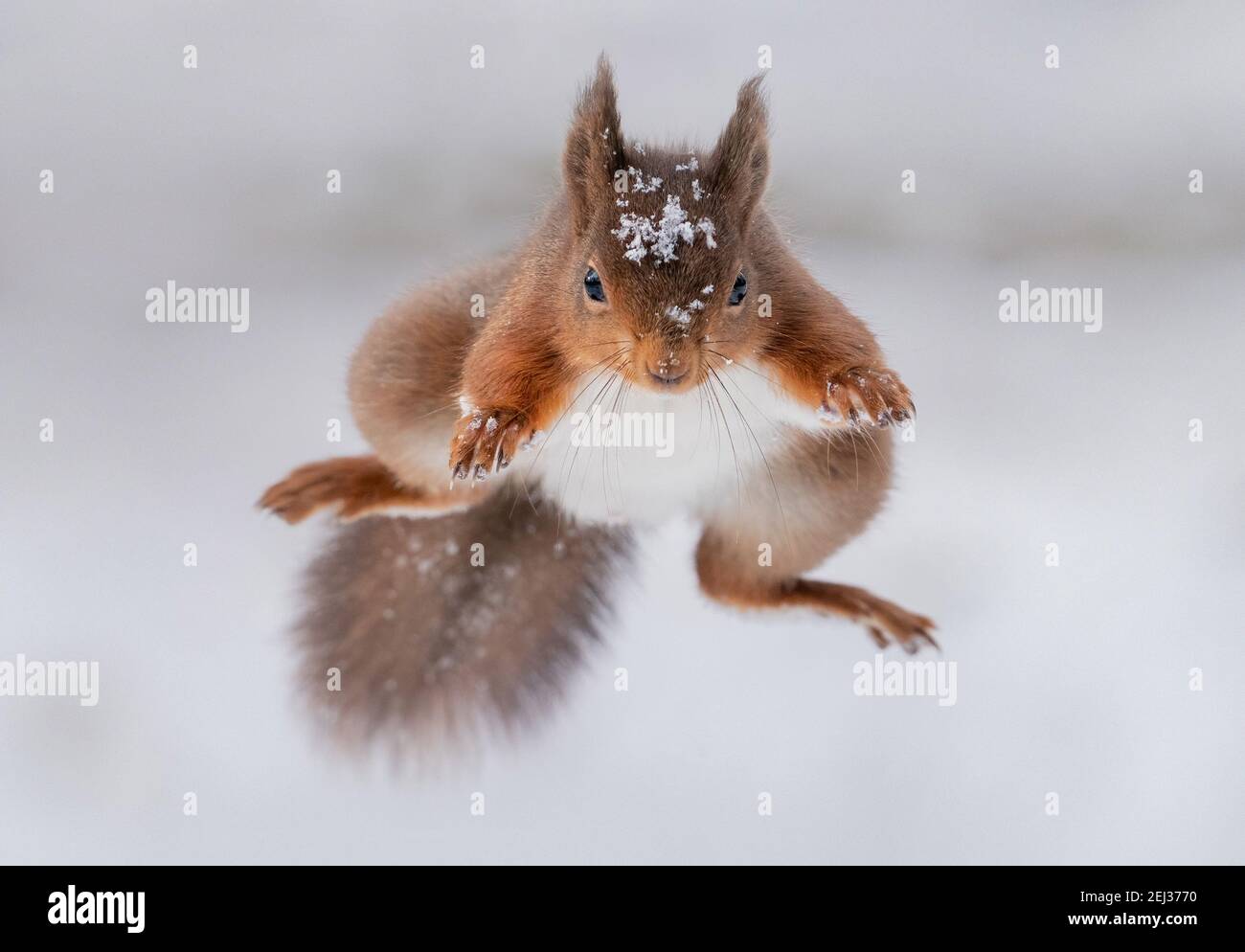 Rote Eichhörnchen springen an einem Wintertag in Richtung Kamera, weißer Schneehintergrund und Schnee auf den Eichhörnchen in Yorkshire Stockfoto