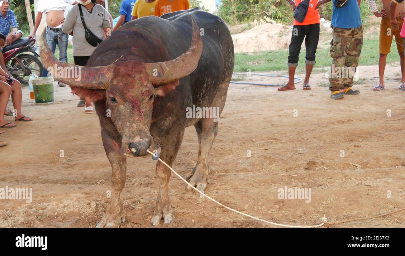 KOH SAMUI, THAILAND - 24. MAI 2019 landthailändische treffen sich während des Festivals und arrangieren die traditionellen Schlachten ihrer wütenden Wasserbüffel auf Makes Stockfoto