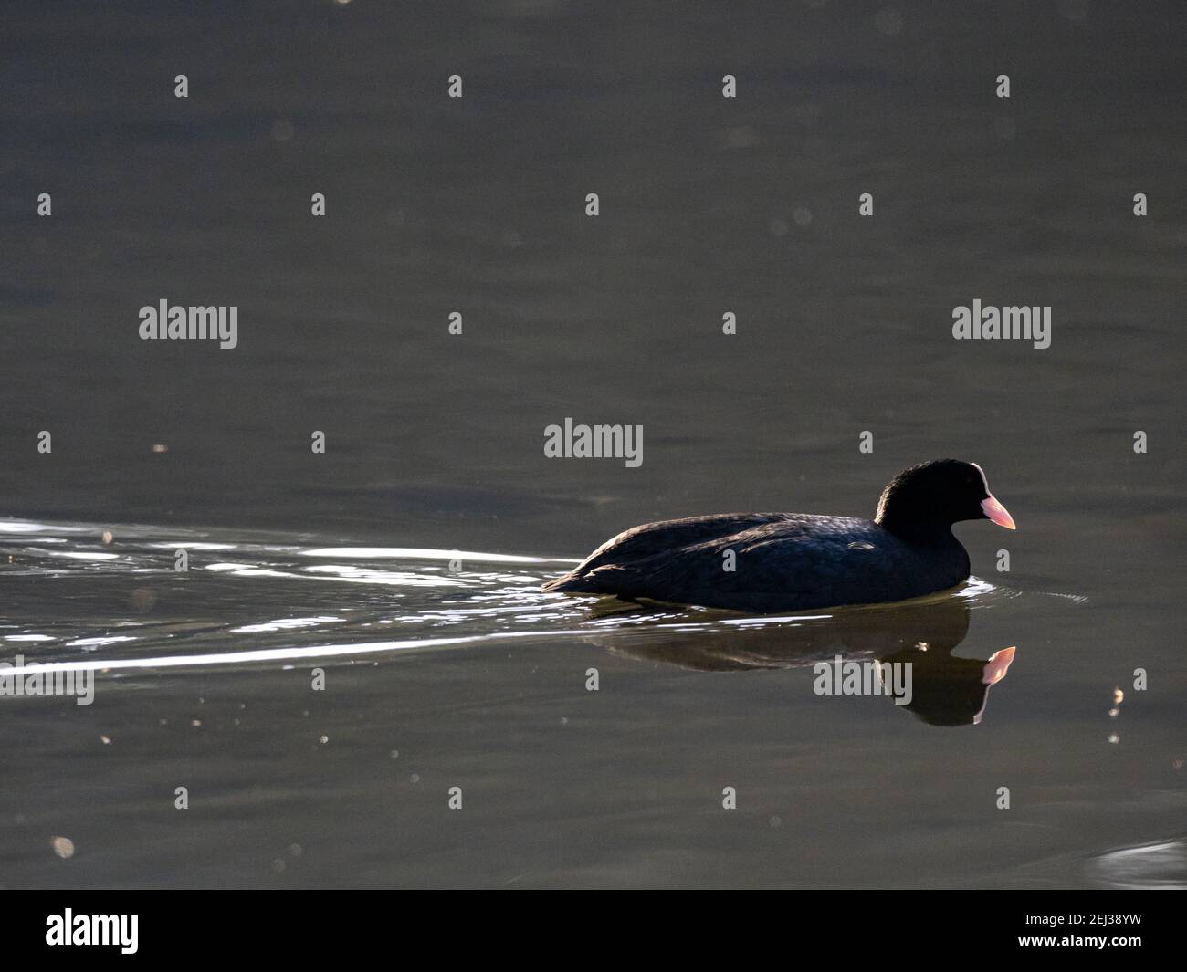 Ein eurasischer Ruß, Fulica atra, schwimmt durch einen kleinen Teich im