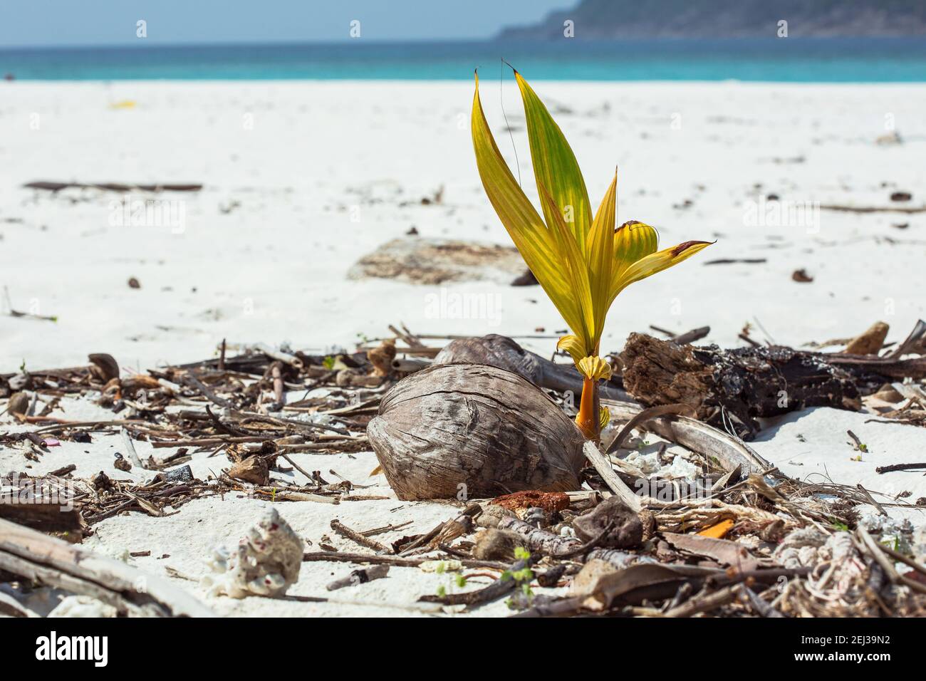 Der neue Bud eines Kokosnussbaumes Stockfoto