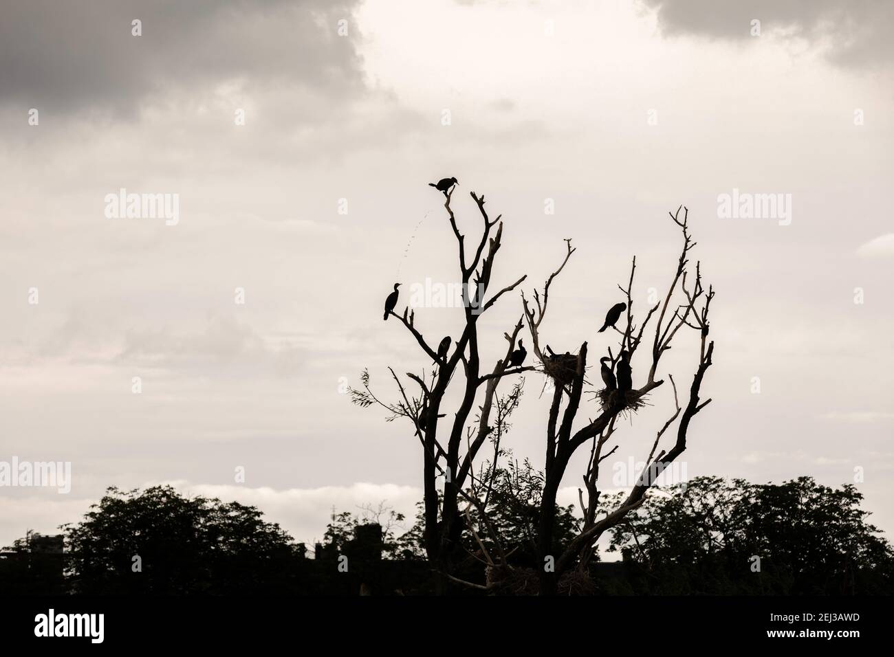 Schwarzer Kormoran auf einem Baum in Kopenhagen, Dänemark Stockfoto