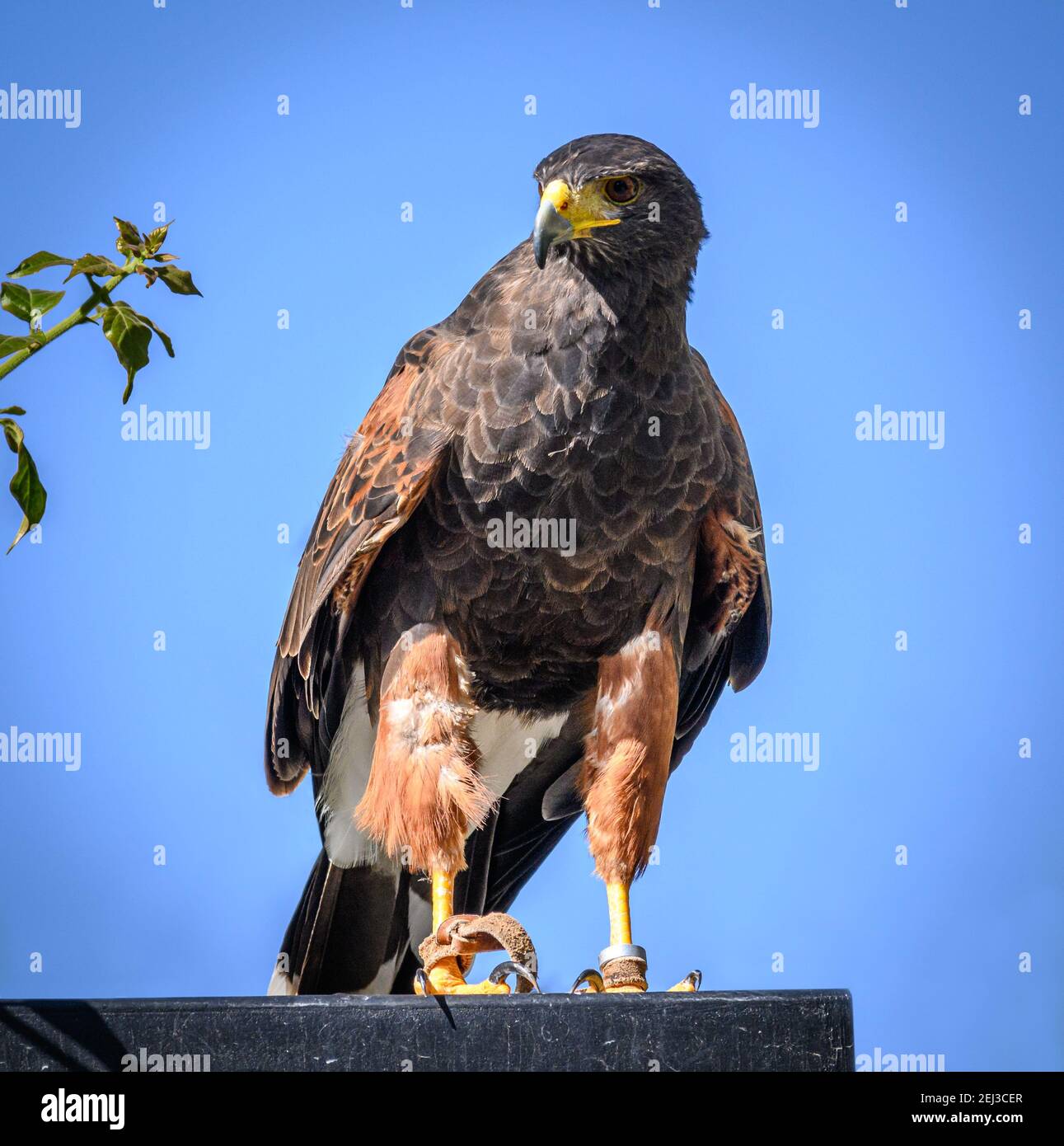 Harris Hawk, Funchal Madeira Stockfoto