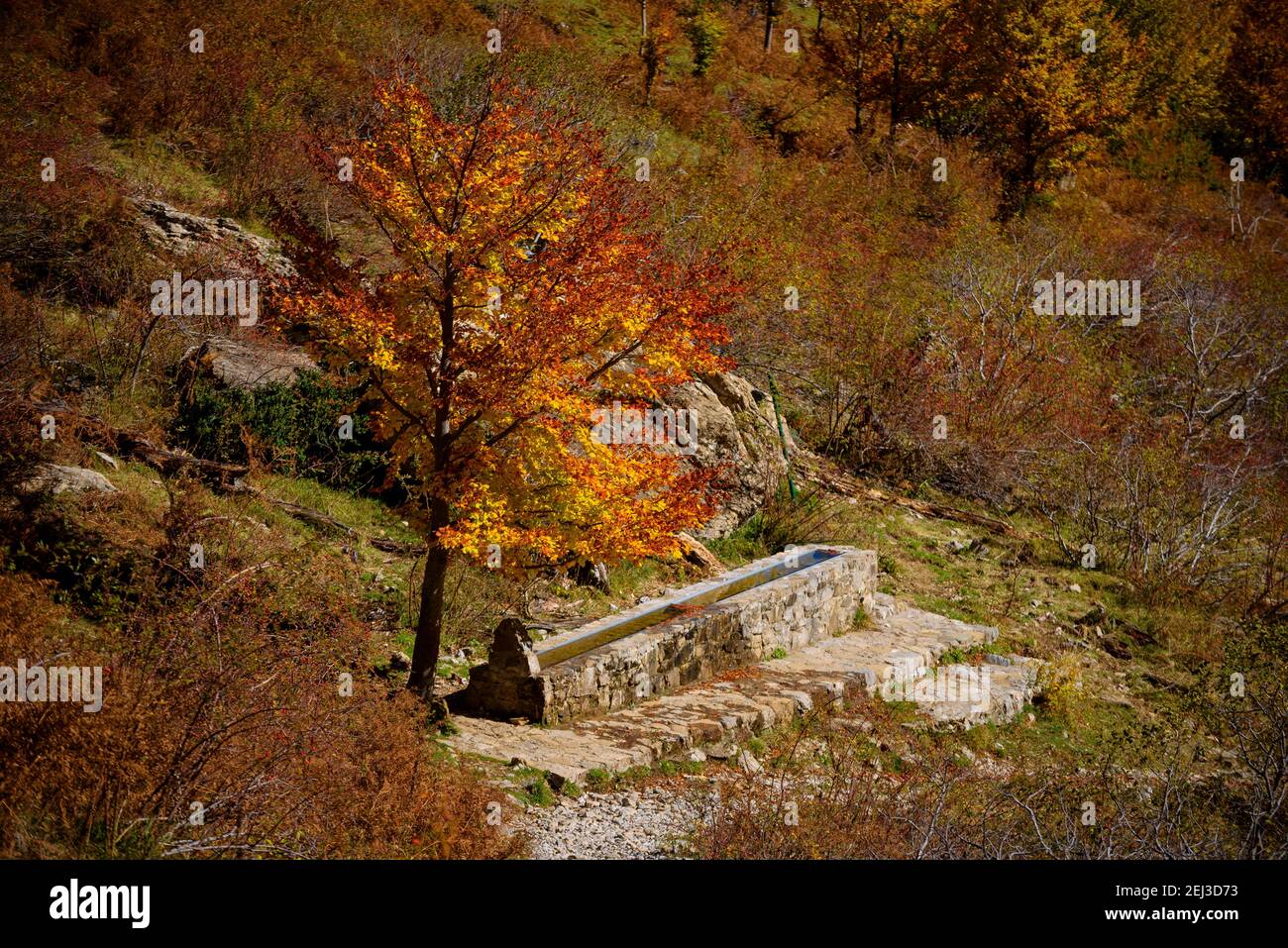 Herbst im Pineta-Tal (Nationalpark Ordesa und Monte Perdido, Pyrenäen, Spanien) ESP: Otoño en el valle de Pineta (PN Ordesa Monte Perdido, Aragón) Stockfoto