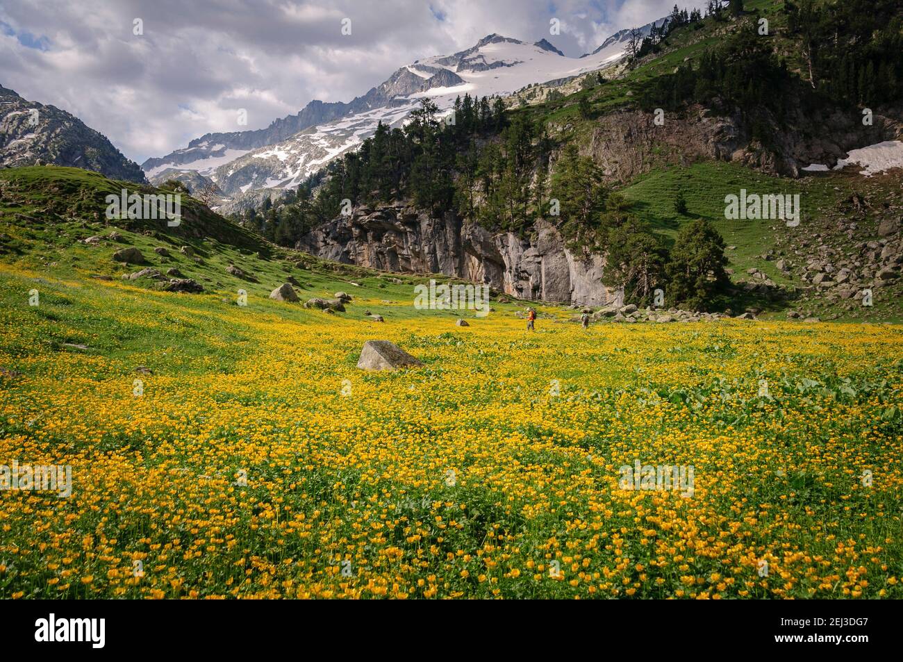 Blumenwiesen im Sommer in Forau d'Aigualluts (Aneto, Benasque, Pyrenäen, Spanien) ESP: Prados con flores en verano en el Forau d'Aigualluts Stockfoto