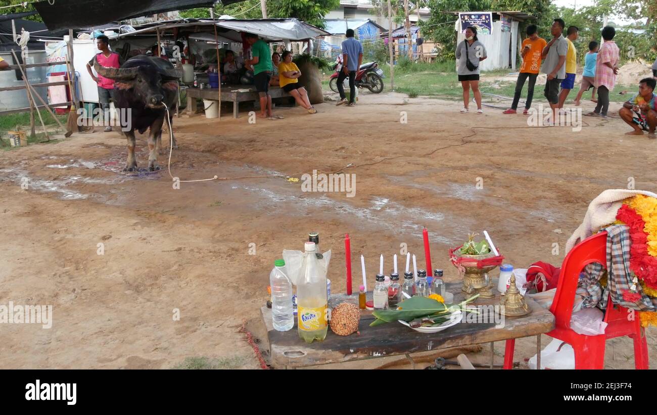 KOH SAMUI, THAILAND - 24. MAI 2019 landthailändische treffen sich während des Festivals und arrangieren die traditionellen Schlachten ihrer wütenden Wasserbüffel auf Makes Stockfoto