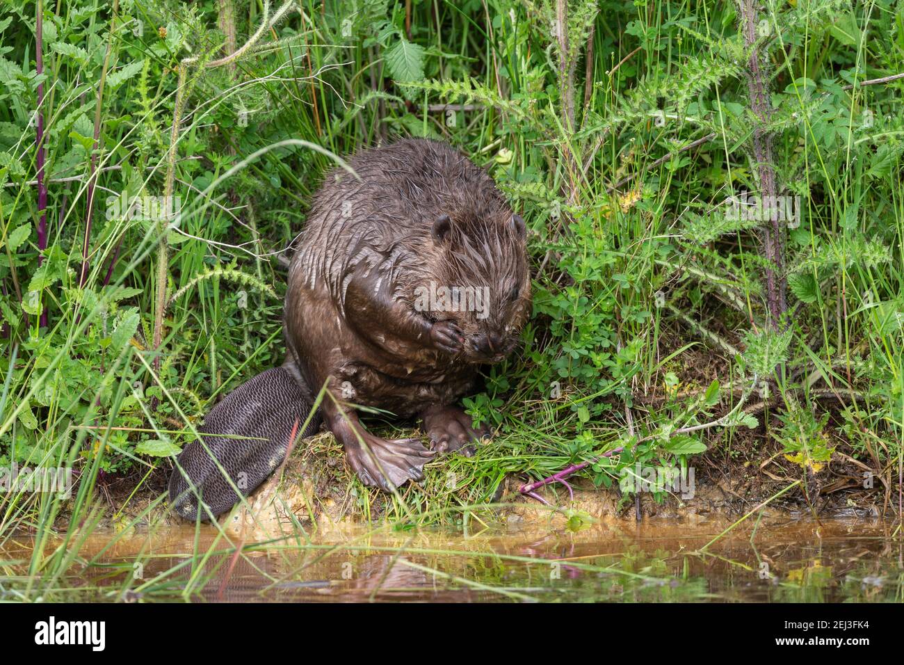 Europäischer Biber (Rizinusfaser), Captive, Großbritannien Stockfoto