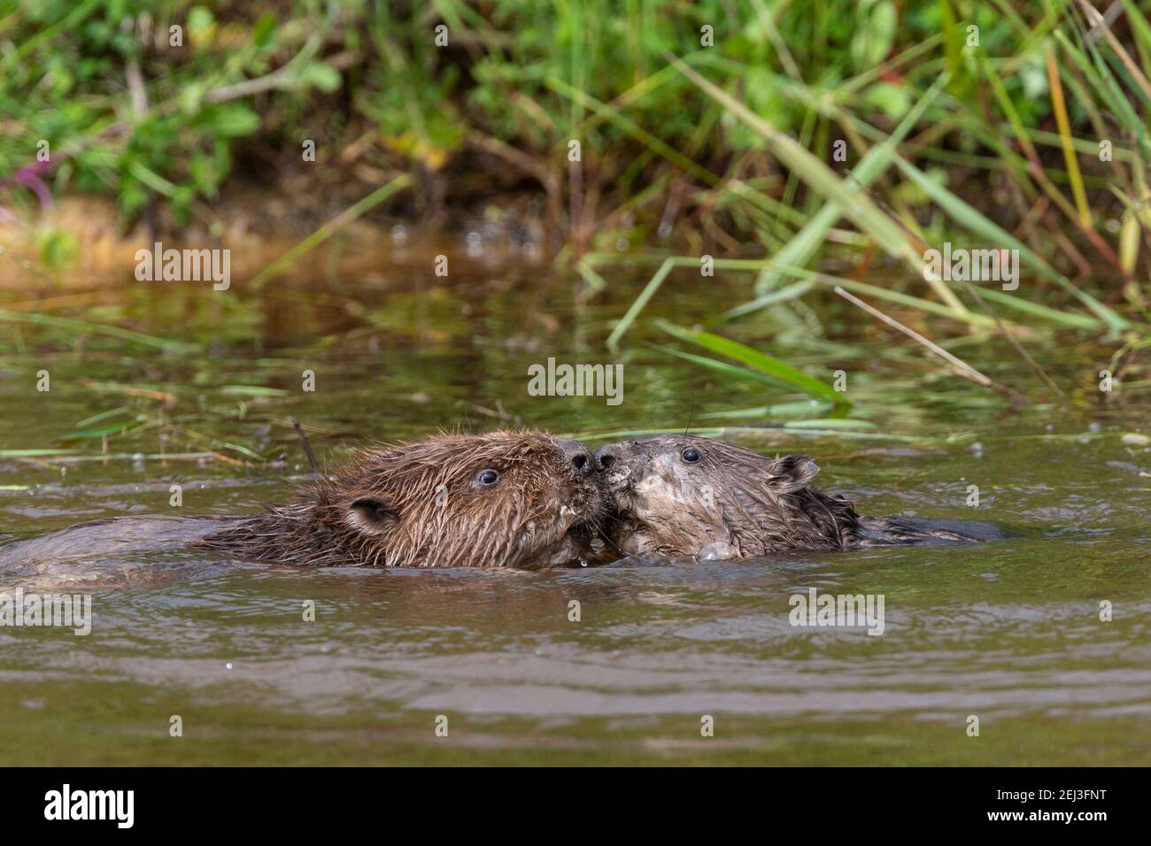 Europäische Biber (Rizinusfaser), Captive, Großbritannien Stockfoto