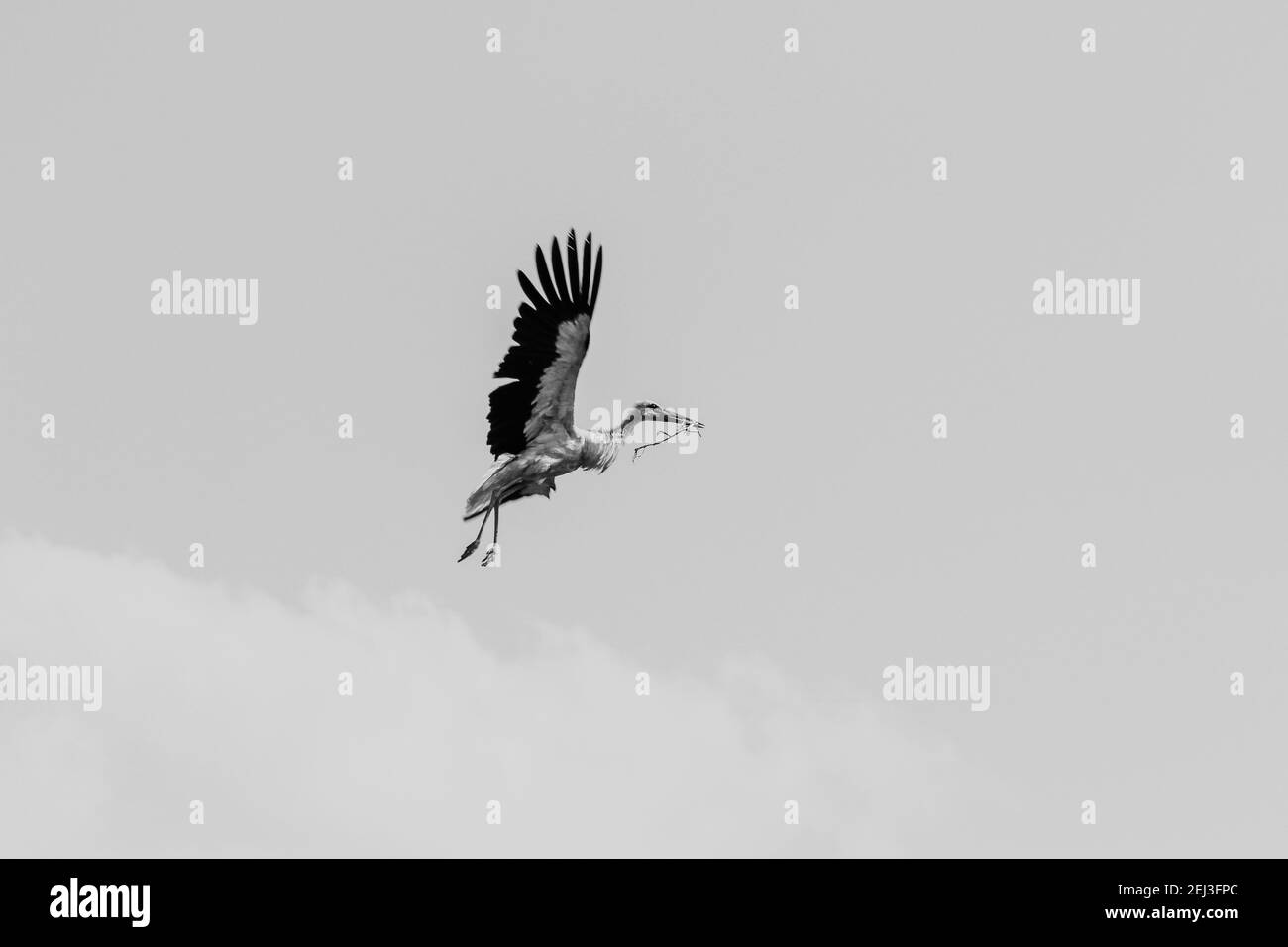 Der Storch mit dem Unkraut fliegt ein Nest zu machen. Stockfoto