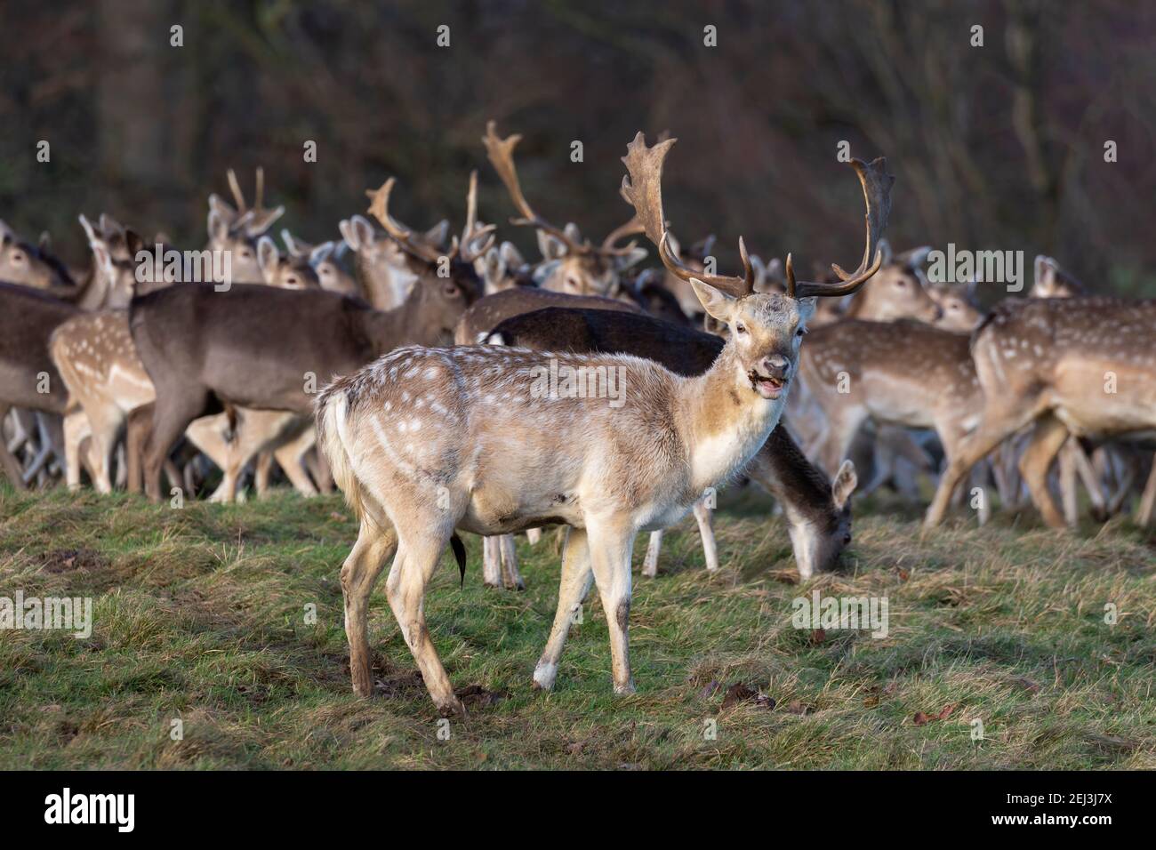 Damhirsch (Dama dama), Studley Royal Deer Park, North Yorkshire, Großbritannien Stockfoto