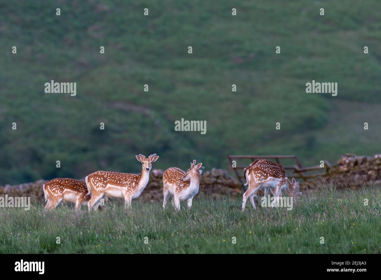 Damwild (Dama dama), Billsmoor Park, Northumberland National Park, Großbritannien Stockfoto
