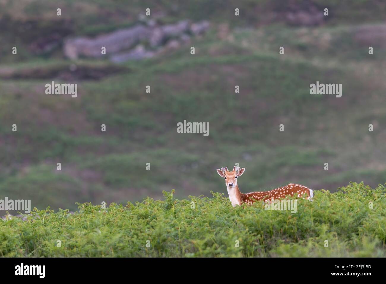 Damwild (Dama dama), Billsmoor Park, Northumberland National Park, Großbritannien Stockfoto