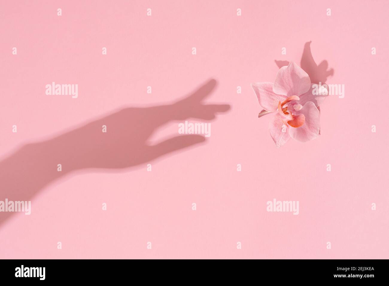 Womans Hand Schatten berührt rosa Blume. Greifen Sie nach der natürlichen Schönheit. Frauen, Muttertag, Weiblichkeit Konzept. Stockfoto