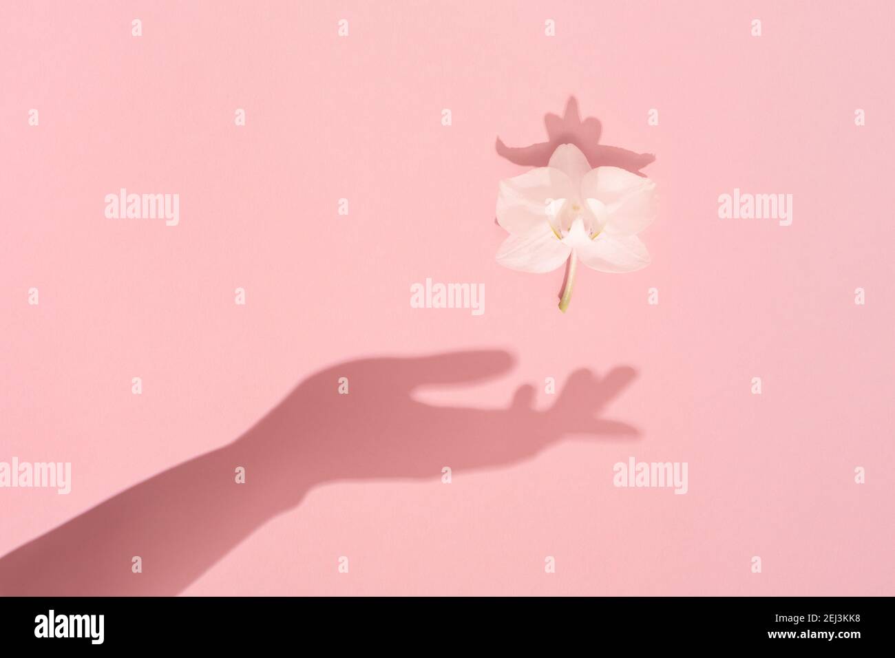Weiblicher Handschatten hält weiße Frühlingsblume. Frauen, Muttertag, Weiblichkeit und Harmonie Konzept. Stockfoto