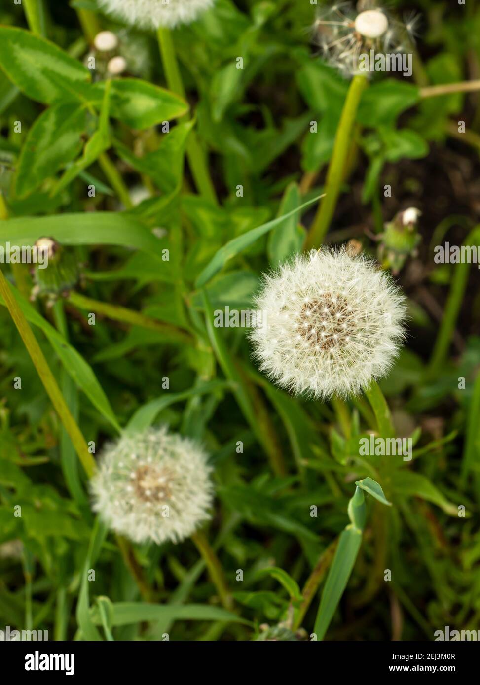 Zwei weiße Löwenzahn auf einem Hintergrund von grünem Laub. Stockfoto