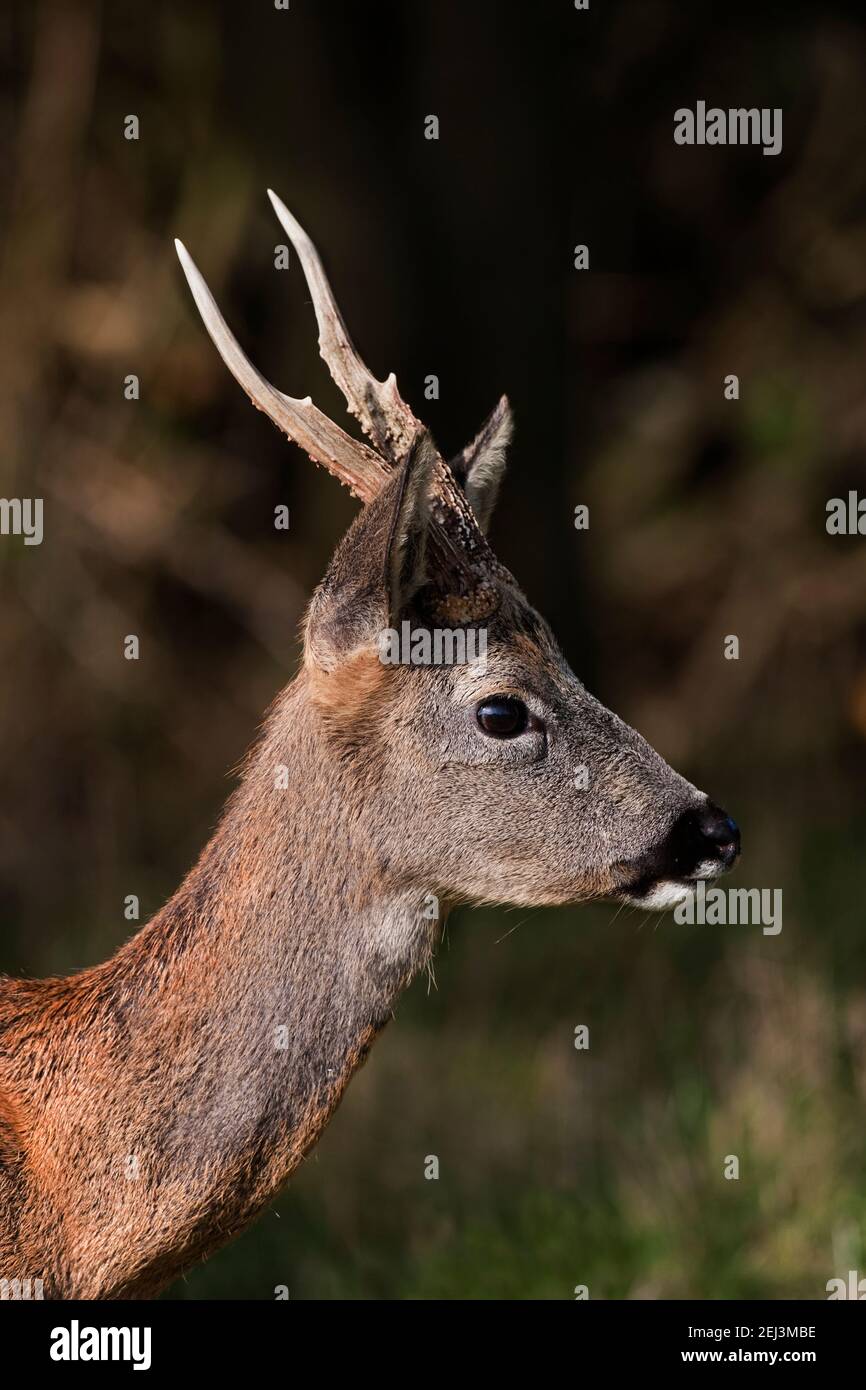 Roe-Buck (Capreolus capreolus), Großbritannien Stockfoto