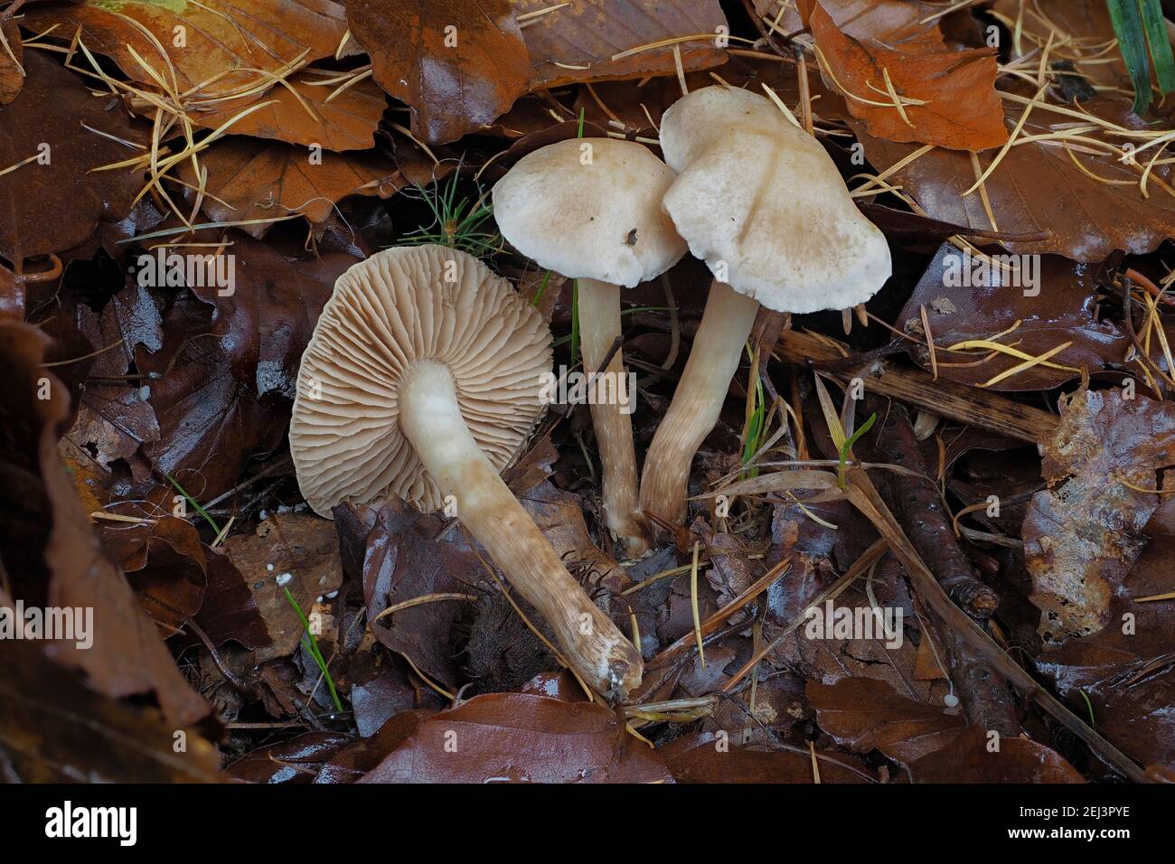 Der süße Posionpie (Hebeloma saccariolens) ist ein ungenießbarer Pilz, ein spannender Foto Stockfoto