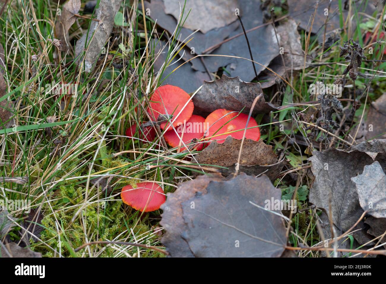 Der prächtige Wachskappen (Hygrocybe splendidissima) ist ein ungenießbarer Pilz, ein fesselndes Foto Stockfoto