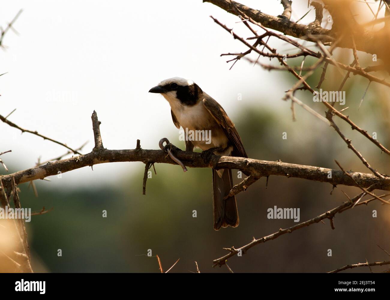 Ein Nordweiß-gekrönt hat eine kleine Schlange gefangen und sie in einem Dorn frisst. Dieses Mitglied der Garnelenfamilie fliegt in querenden Herden umher Stockfoto