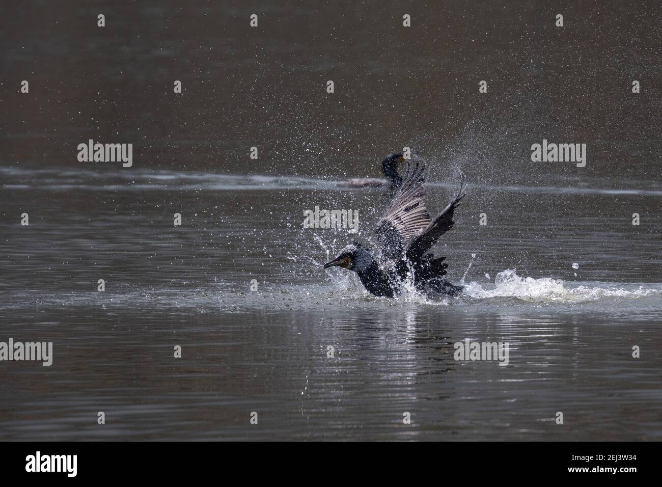 20. Februar 2021, Kathmandu, NE, Nepal: Großer Komorant, Ein eingewanderter Vogel wird während der Wassergenieße am Taudaha See, Kathmandu, Nepal, 20. Februar 2021, verbildlicht. (Bild: © Aryan Dhimal/ZUMA Wire) Stockfoto