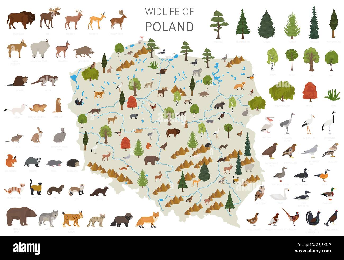 Flaches Design der polnischen Tierwelt. Tiere, Vögel und Pflanzen Konstruktor Elemente isoliert auf weißem Set. Erstellen Sie Ihre eigene Geographie Infografiken Sammlung Stock Vektor