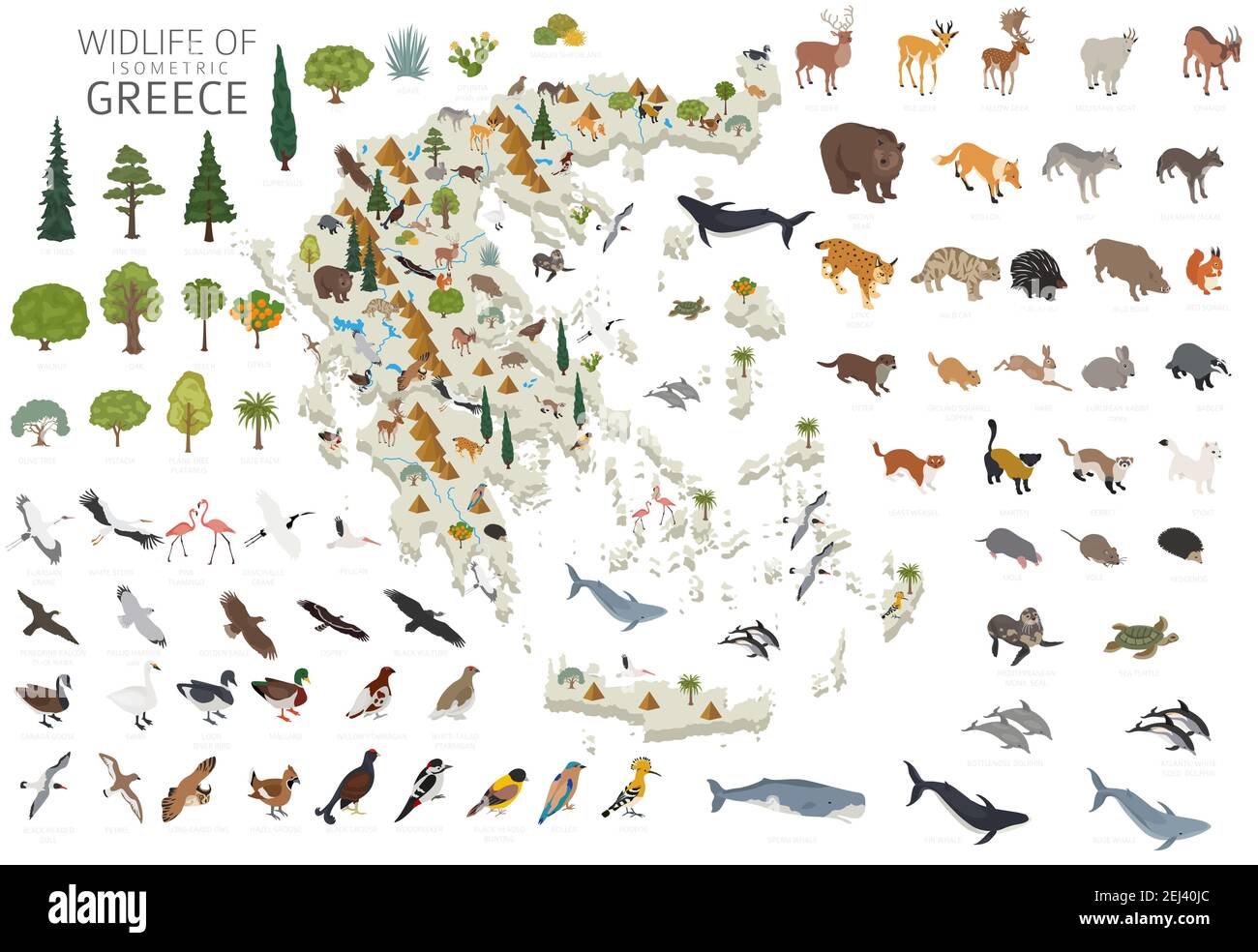 Isomatric 3D Design von Griechenland Tierwelt. Tiere, Vögel und Pflanzen Konstruktor Elemente isoliert auf weißem Set. Erstellen Sie Ihre eigene Geographie Infografiken CO Stock Vektor