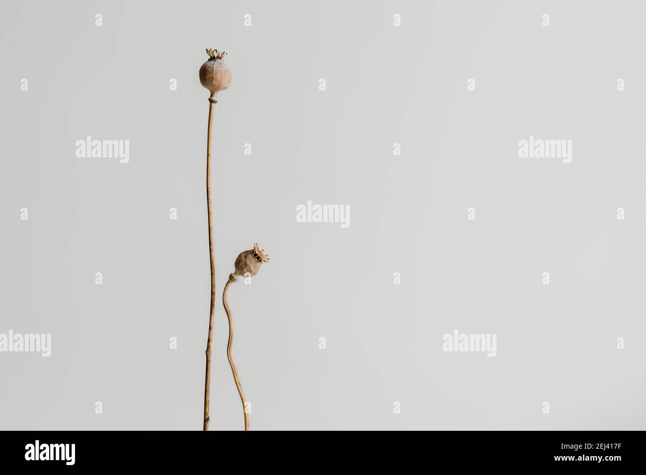 Zwei getrocknete Mohnköpfe mit Stängel isoliert auf weißem Hintergrund. Stockfoto