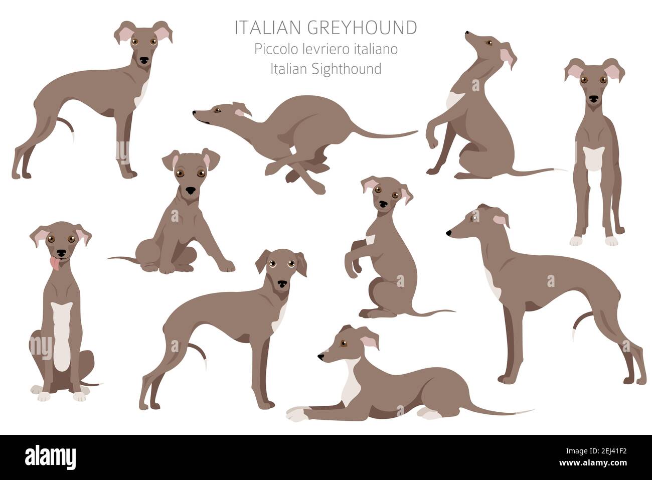 Italienischer Windhundclipart. Verschiedene Posen, Fellfarben gesetzt. Vektorgrafik Stock Vektor