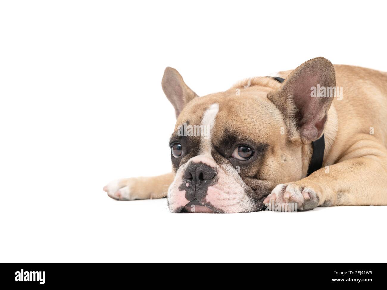 Eine anorexische französische Bulldogge, die auf weißem Hintergrund liegt, Gesundheitshund-Konzept Stockfoto