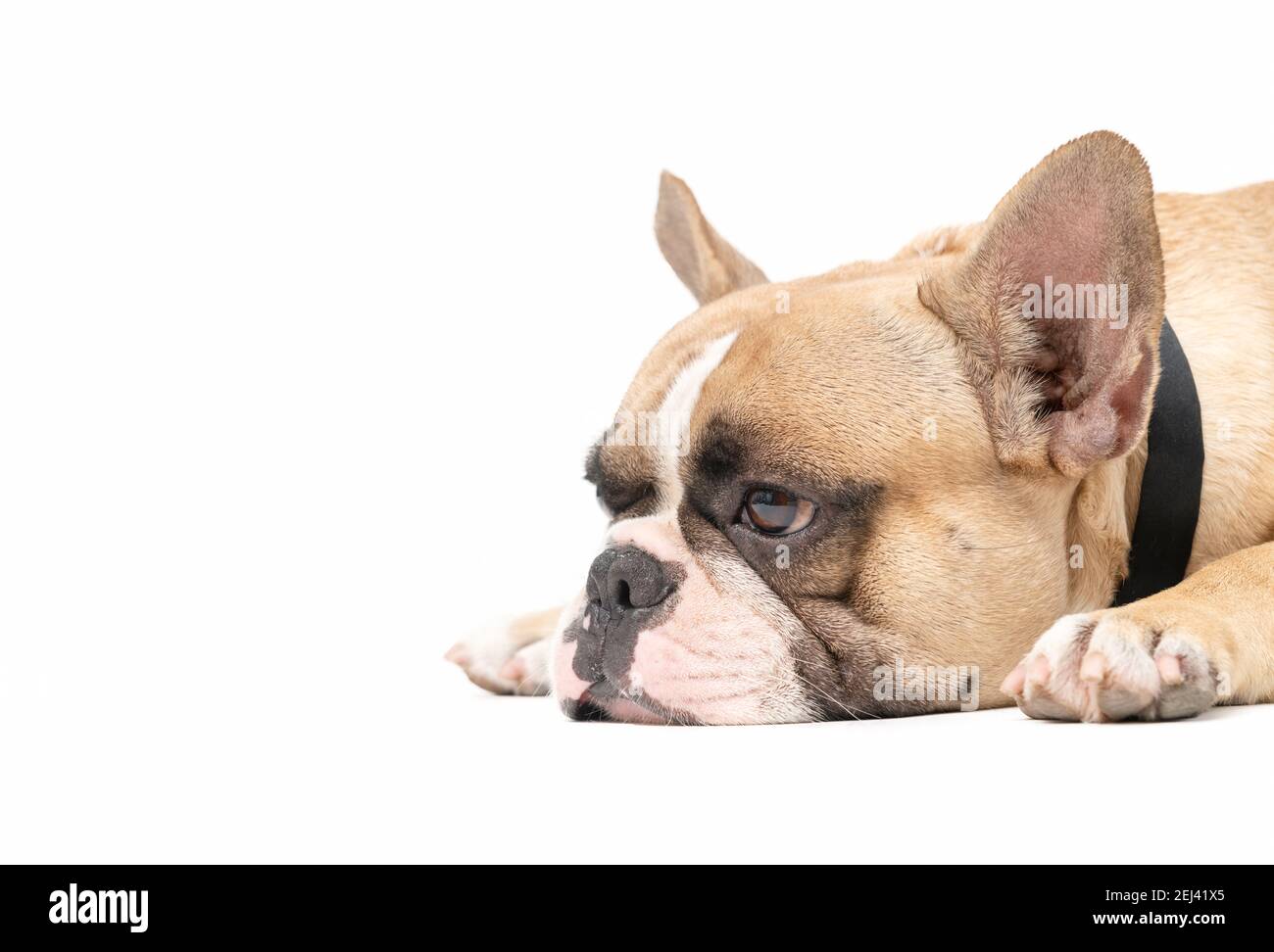 Eine anorexische französische Bulldogge, die auf weißem Hintergrund liegt, Gesundheitshund-Konzept Stockfoto