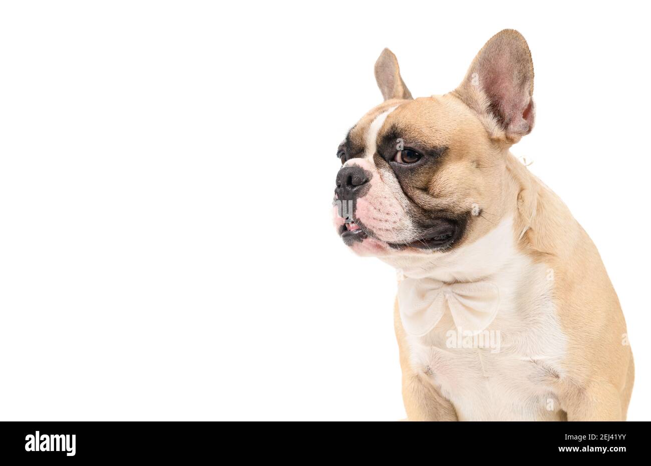 Portrait von niedlichen französisch Bulldogge tragen weiße Fliege isoliert auf weißem Hintergrund, Haustiere und Tierkonzept. Stockfoto