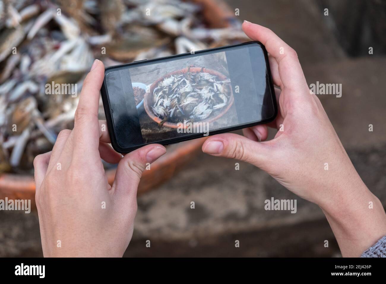 Beschnittene Hand Einer Person, Die Fische Im Becher Mit Handy Fotografiert, Goa, Indien Stockfoto