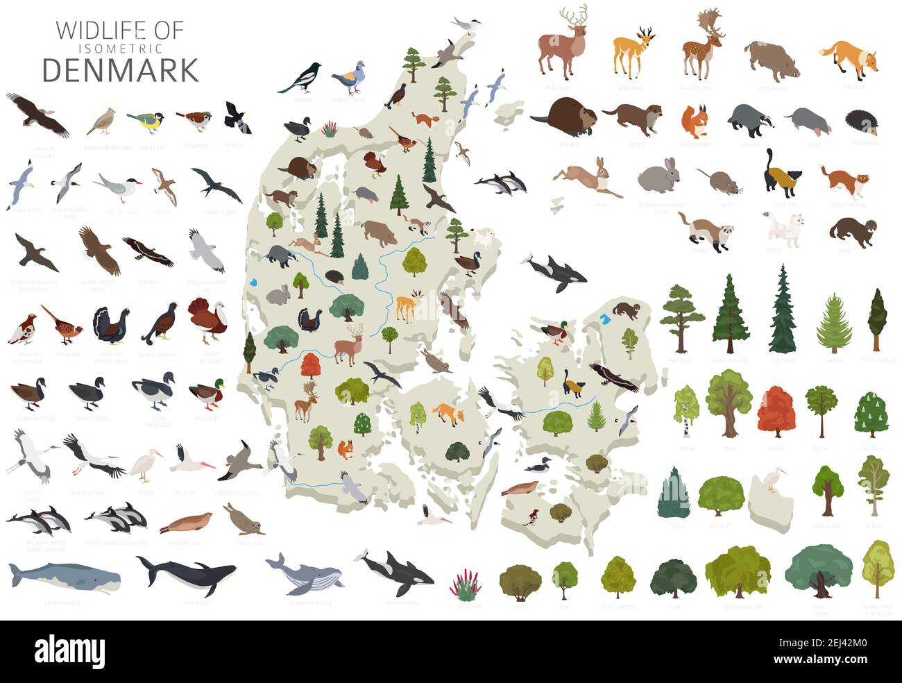 Isomatric 3D Design von Dänemark Tierwelt. Tiere, Vögel und Pflanzen Konstruktor Elemente isoliert auf weißem Set. Erstellen Sie Ihre eigene Geographie Infografiken c Stock Vektor